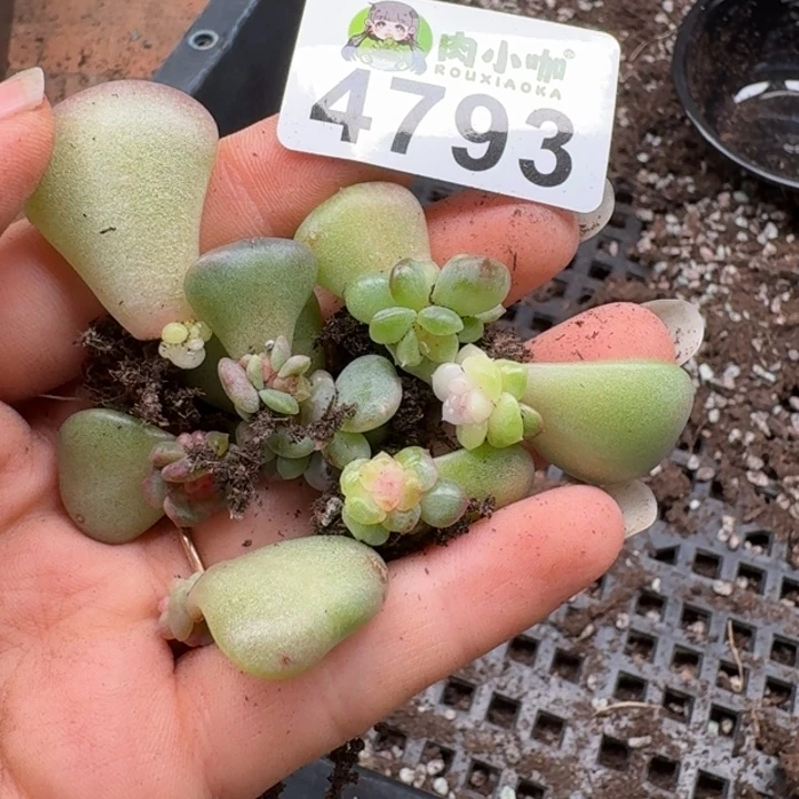多肉植物多肉植物