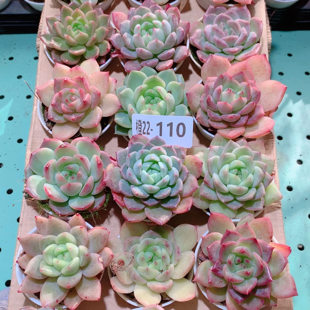 22-110一物一拍多肉带盆18颗