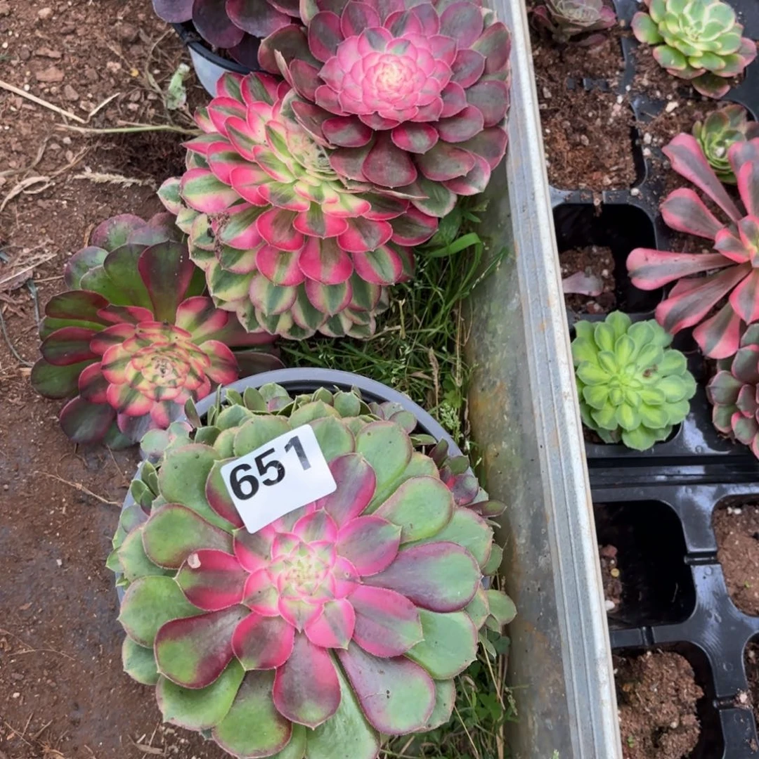 大****多肉法师组合651发货