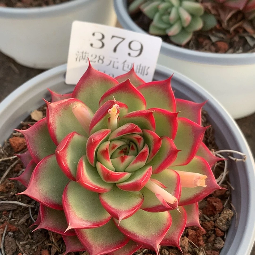 【闪购商品】云379