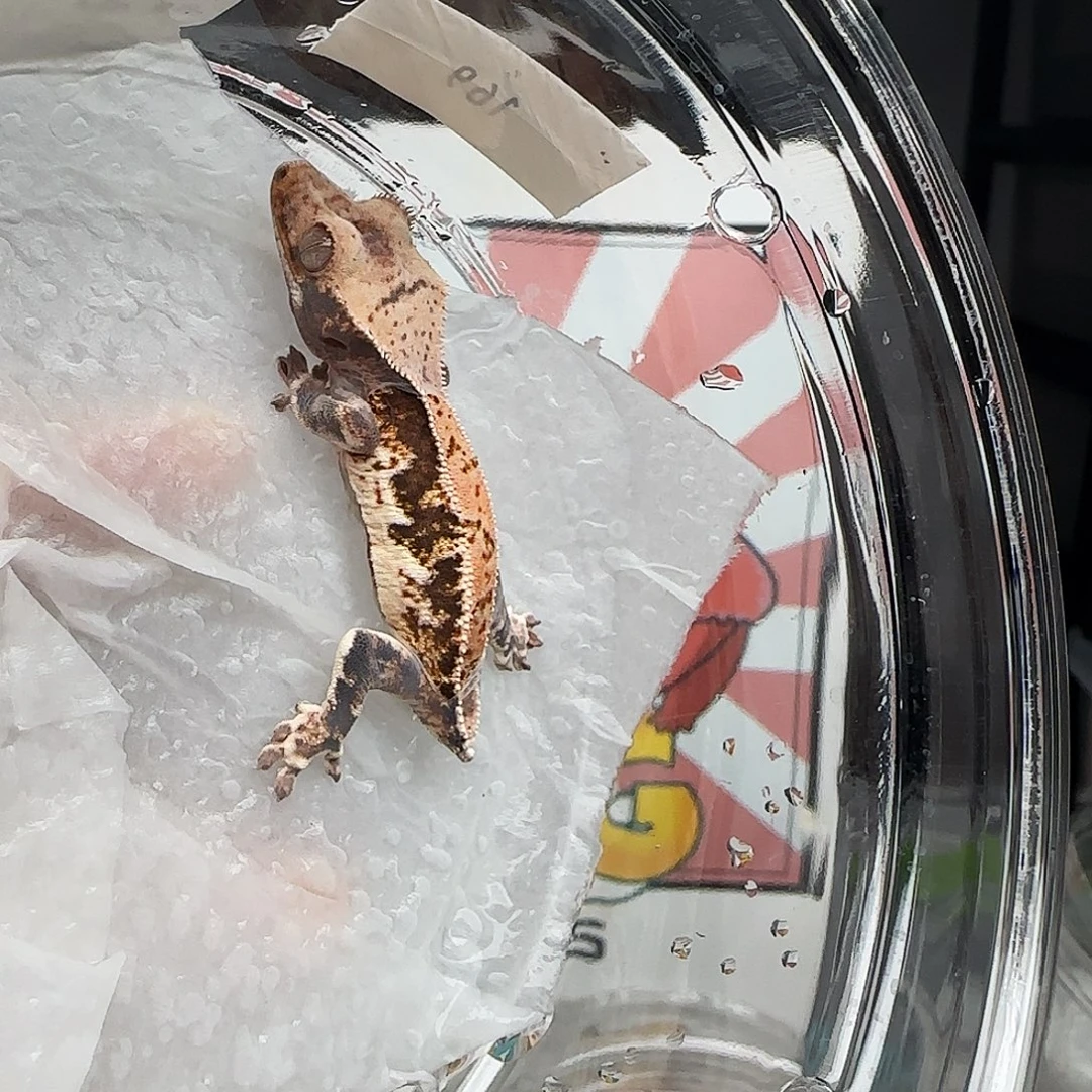 睫角守宫特价丽丽