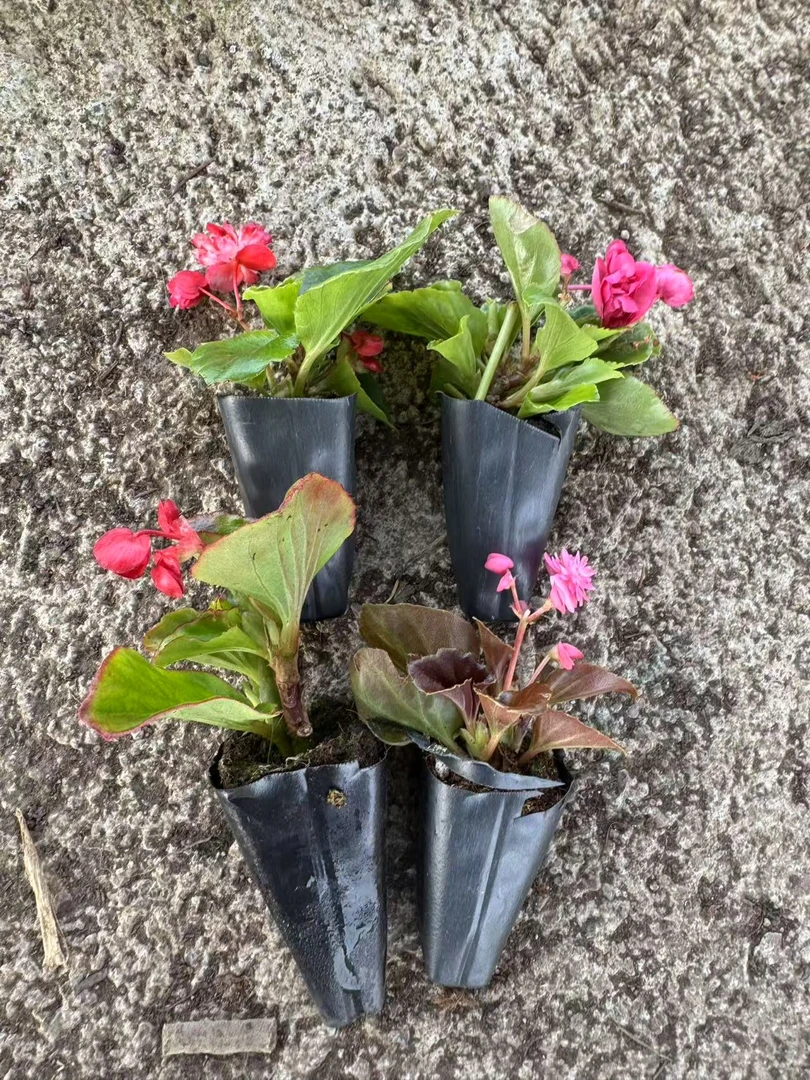随机四颗【不一定带花苞】重瓣球球四季海棠四季开花【只包开箱】