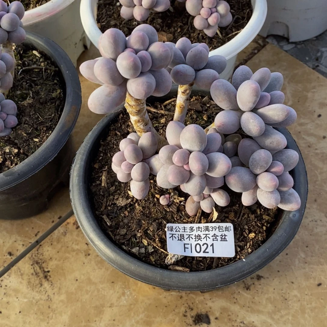 021香水手指奶多肉9cm