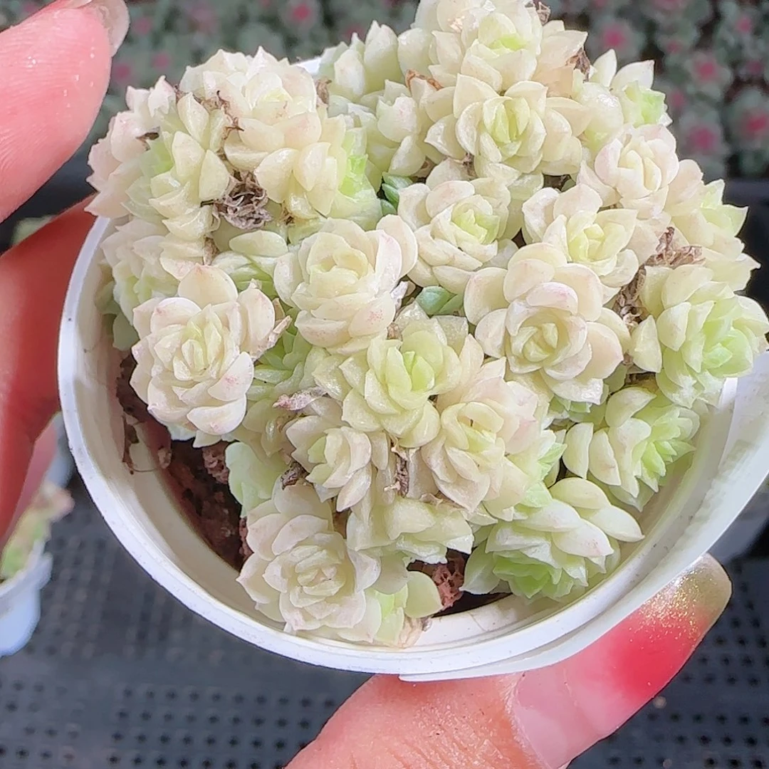 0923-67麦秆优选不包整