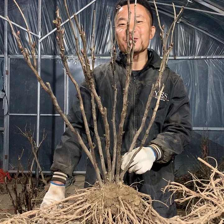 无花朵墨润绝伦一物一拍