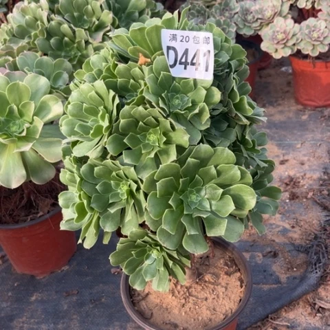 441绿羊绒不包断枝