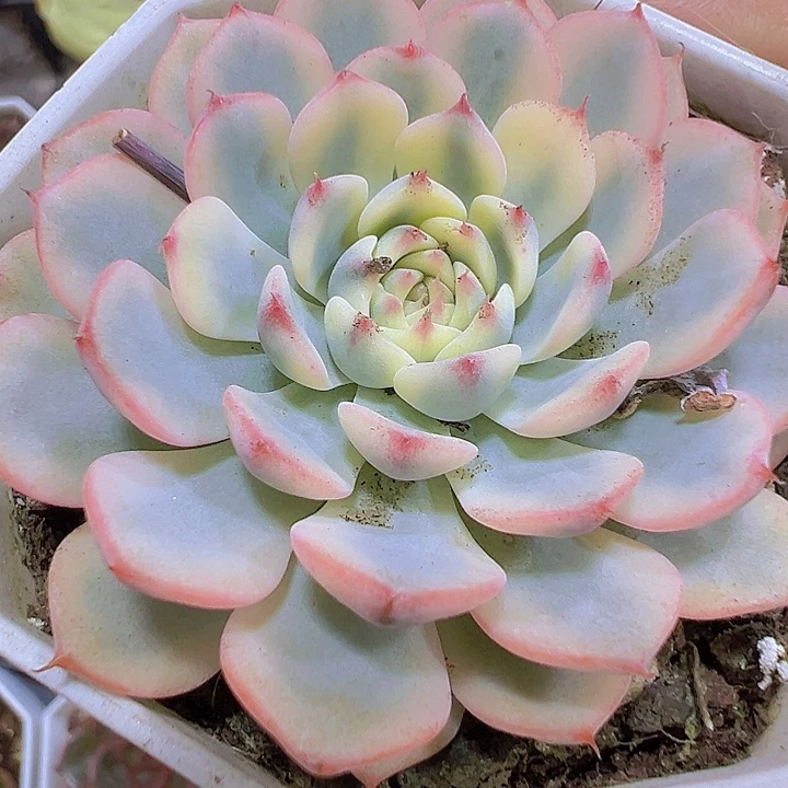 姬莲锦19包邮多肉植物