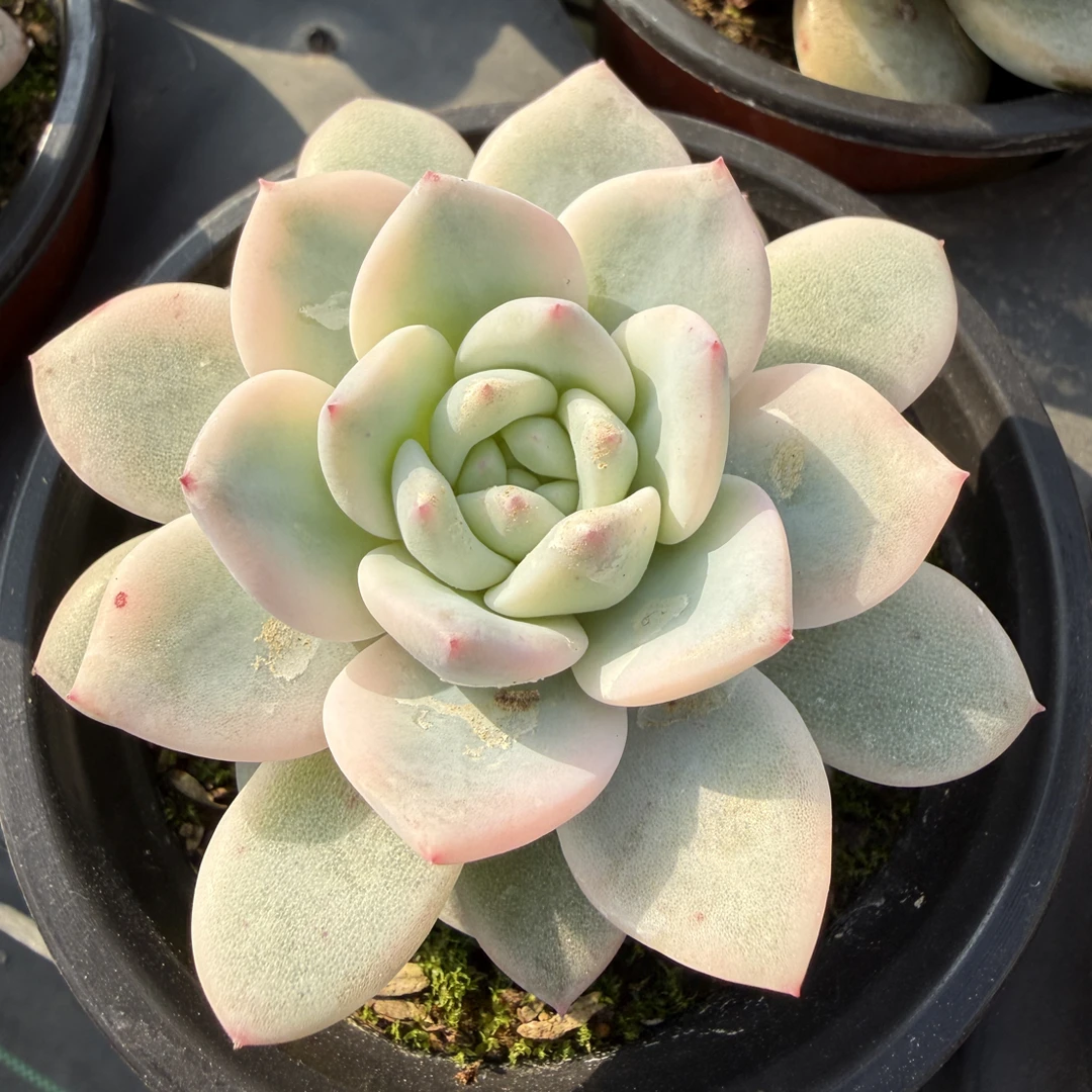 橙梦露锦 多肉植物