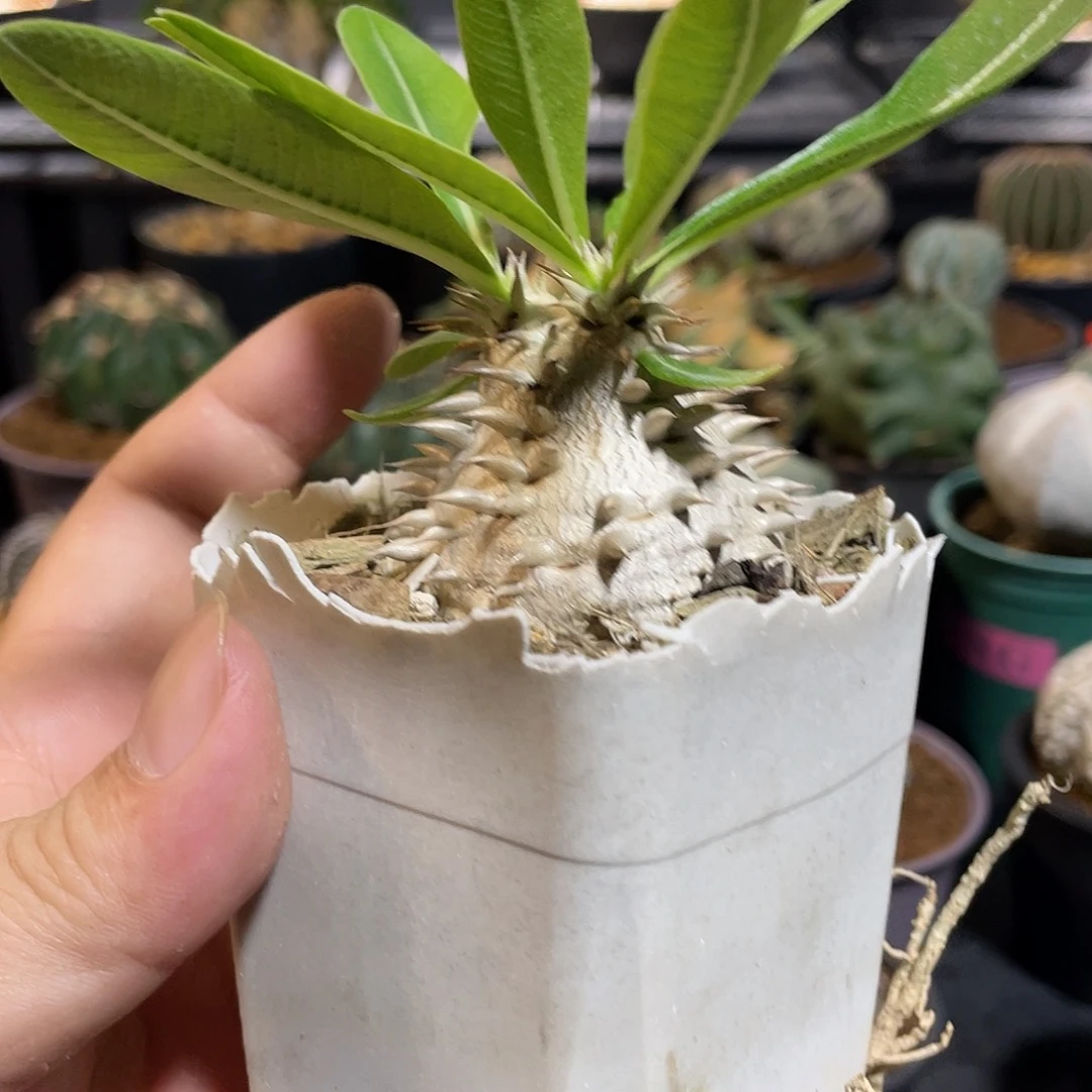 惠比大黑带盆包邮