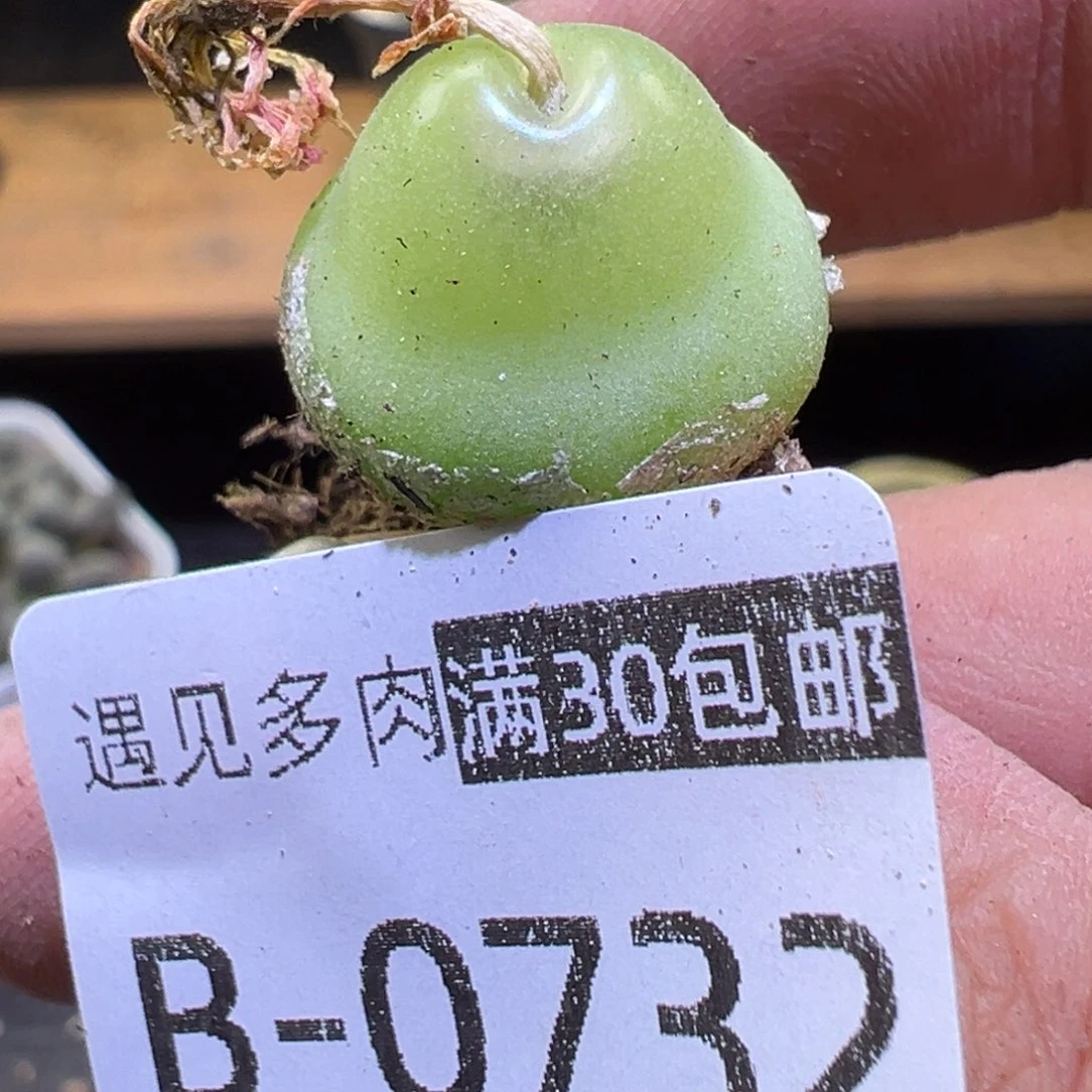 多肉植物111111111111