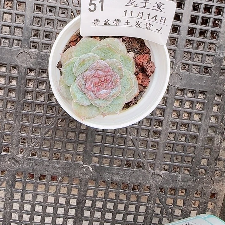 1114------51石化糖心