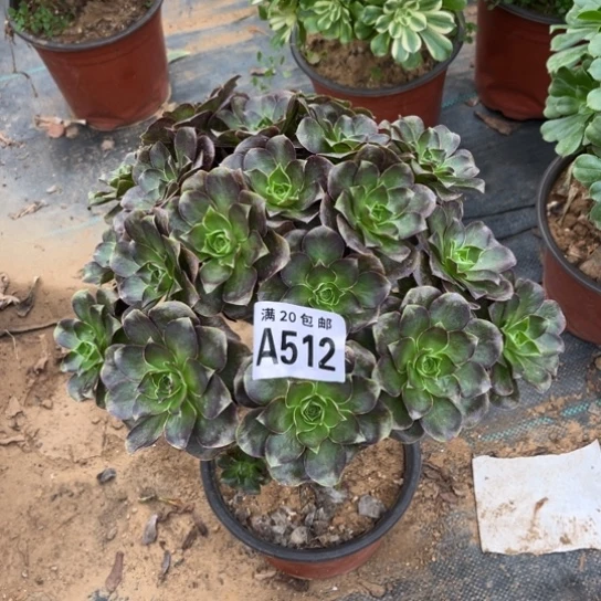 512枚金玫瑰不包断枝