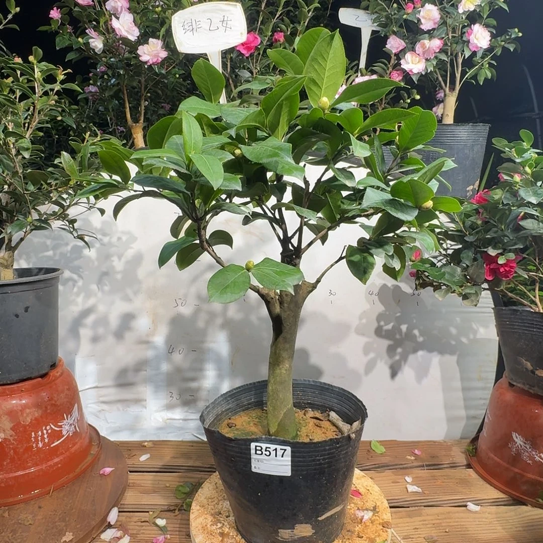 无花朵517姚黄魏紫88.8