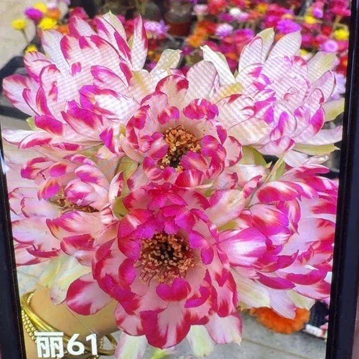 306丽花61歪3公分左右无根侧牙，20包邮