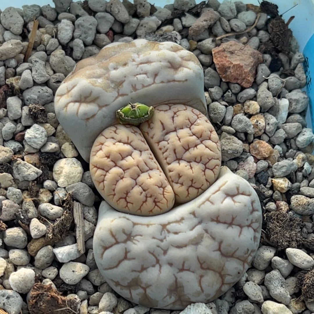 6655凹凸脑纹189一颗