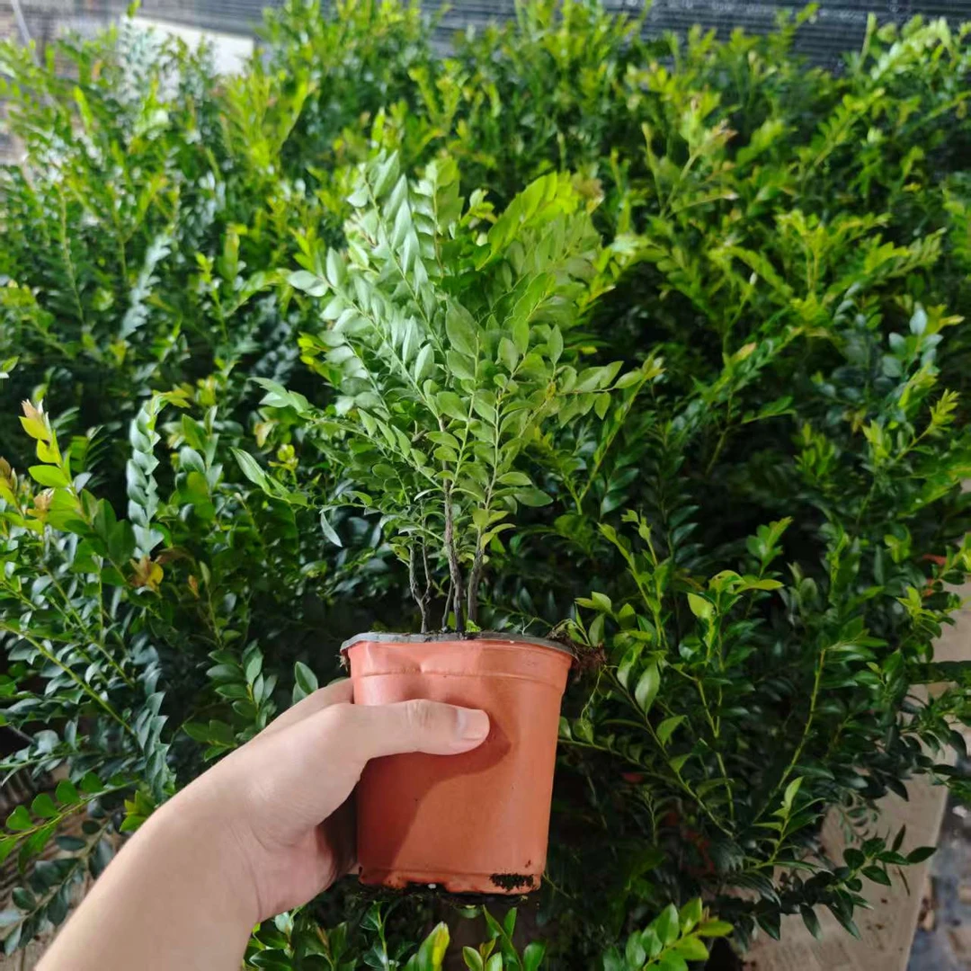 【红芽黑骨茶】紫檀好养绿植盆栽盆景