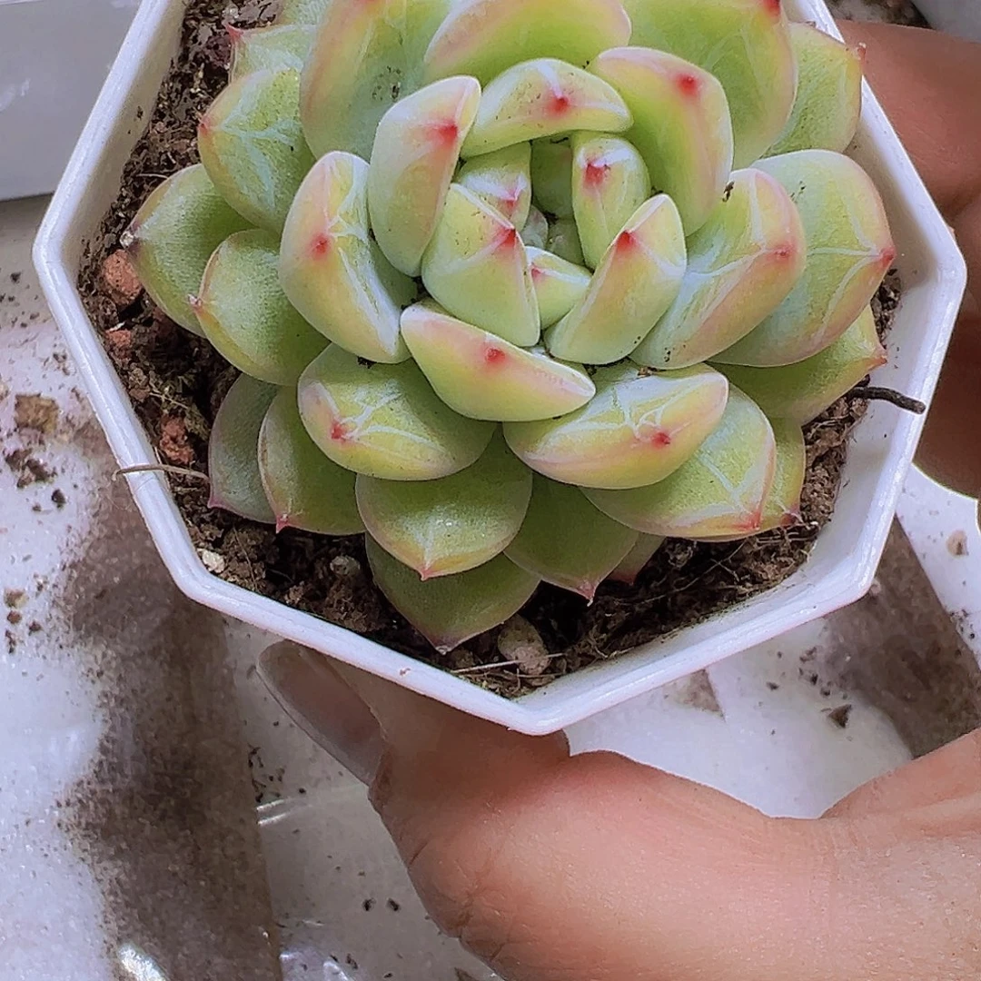 雪花珍妮19包邮多肉植物