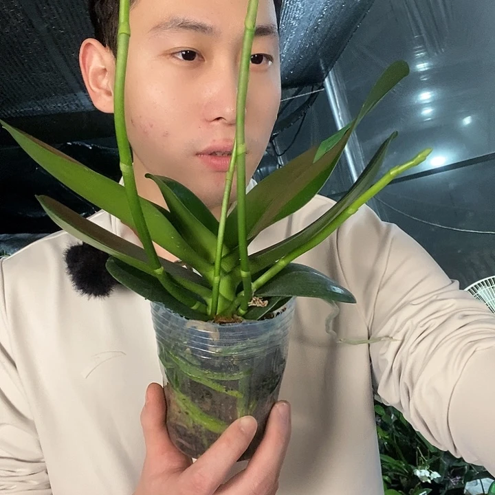 无花朵阿妈蝴蝶兰