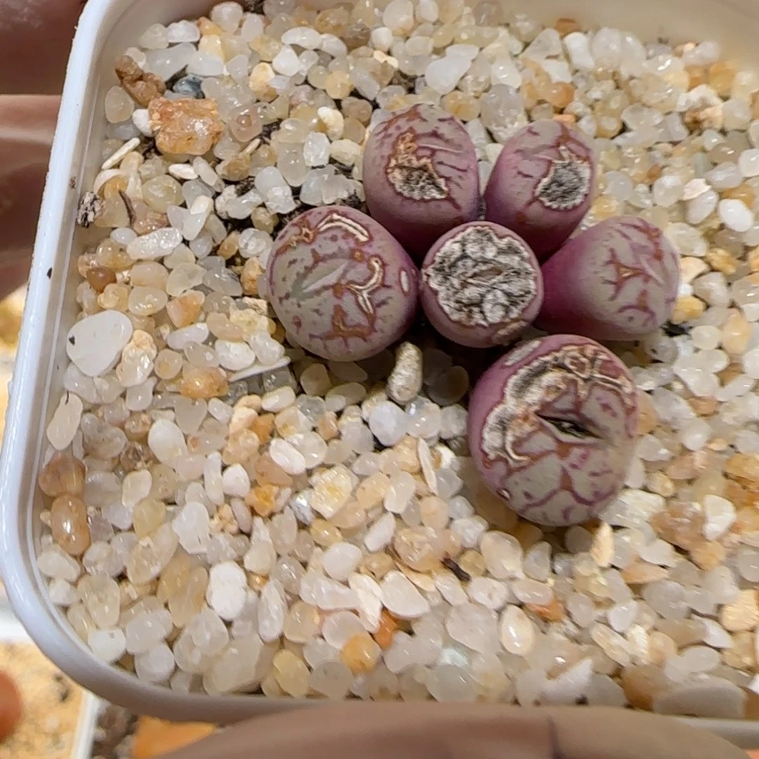 花*姐肉锥多肉植物百科1-1537