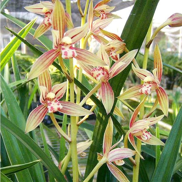 贵妃醉酒【5-8花起】兰花苗四季兰室内办公室客厅阳台绿植盆栽包邮