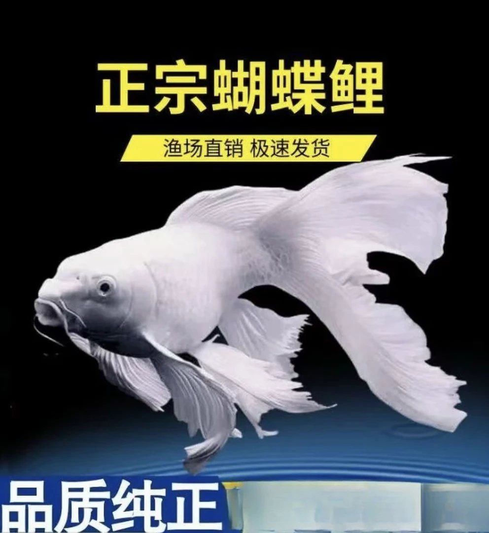 精品蝴蝶鲤18-20白球白短蝴蝶鲤鱼好养饲养群养混养顺丰包邮