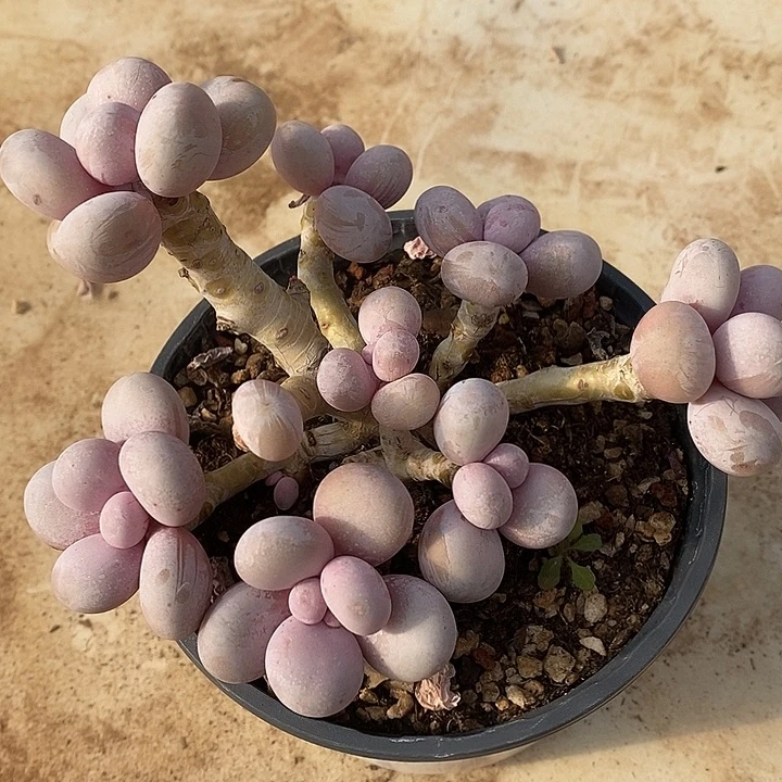 胭脂精品多肉888888