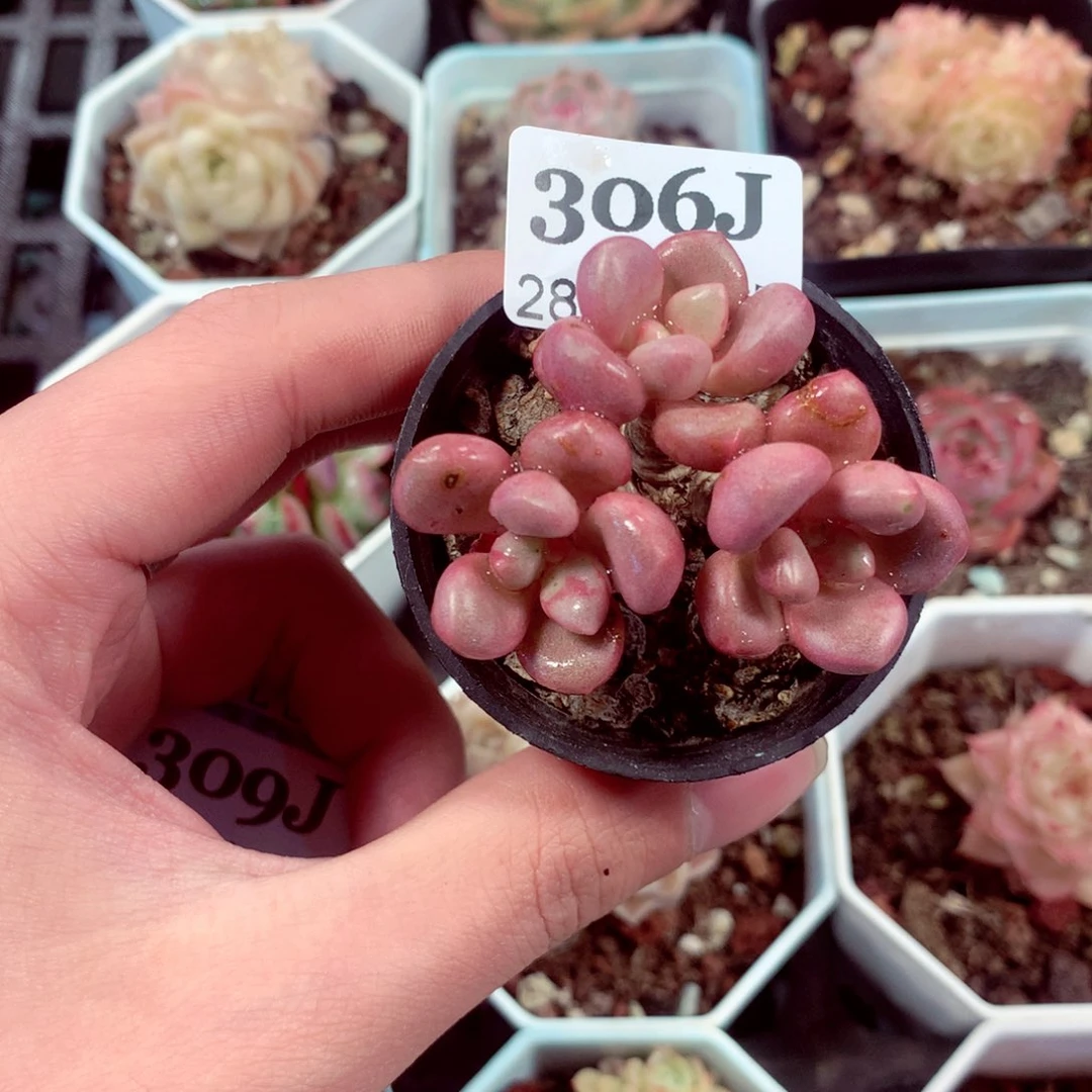 5厘米盆精控多肉306