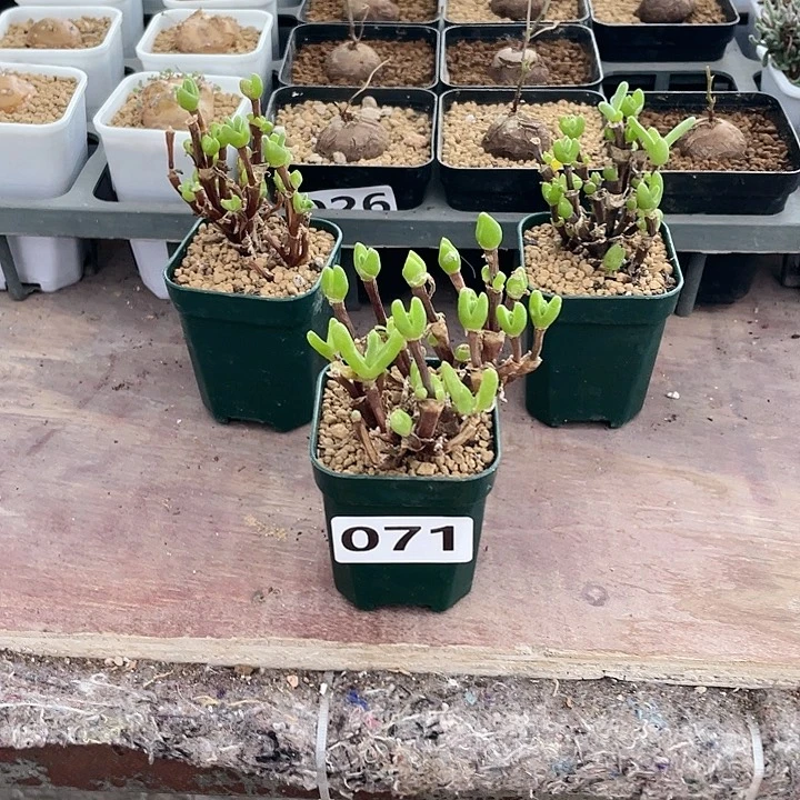 榕***071枝干兔子多头植物
