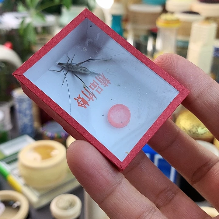 两只紫竹啊啊啊啊啊
