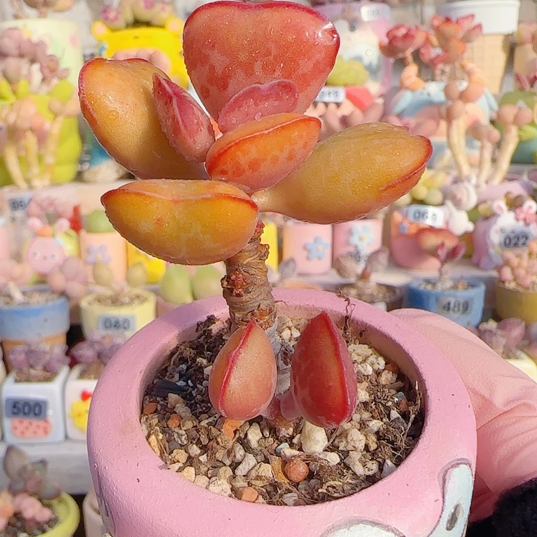 L 爱心水泡 盆口4cm