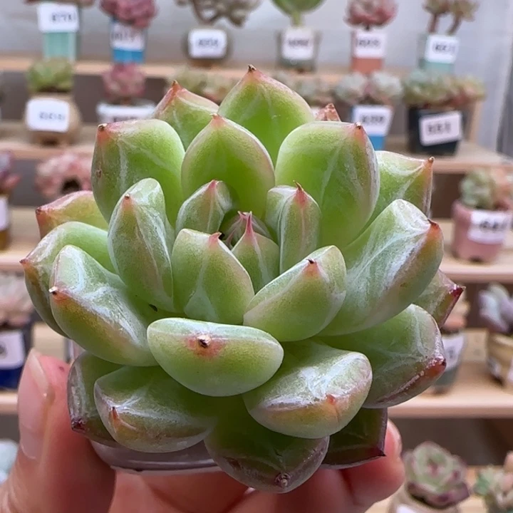 494雪花珍妮满38包邮（除新疆 西藏 内蒙）