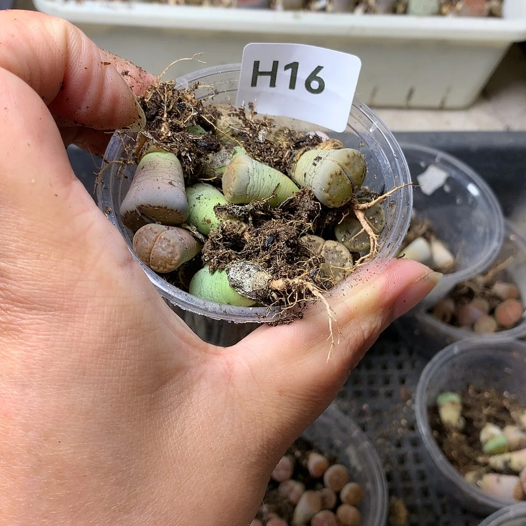 浅***雨H16多肉植物保护