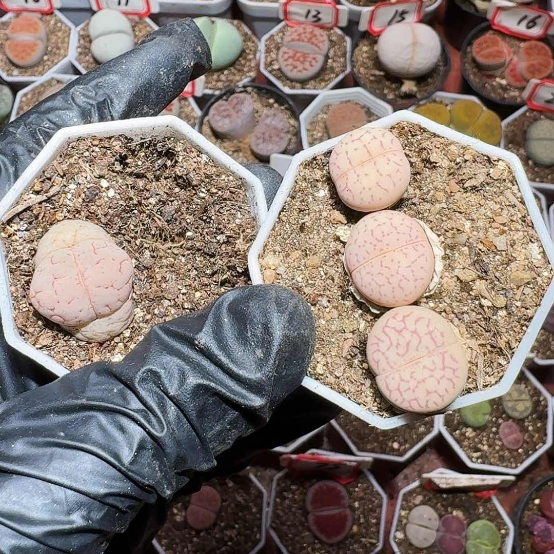 生石花等1111111。   用户宝。   233