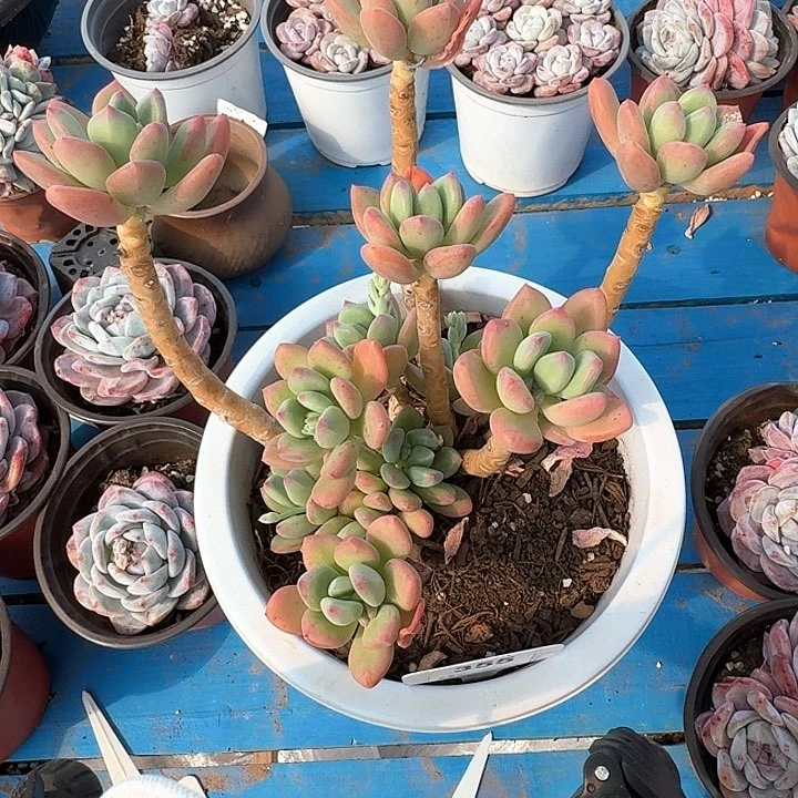 青星美人多肉植物355