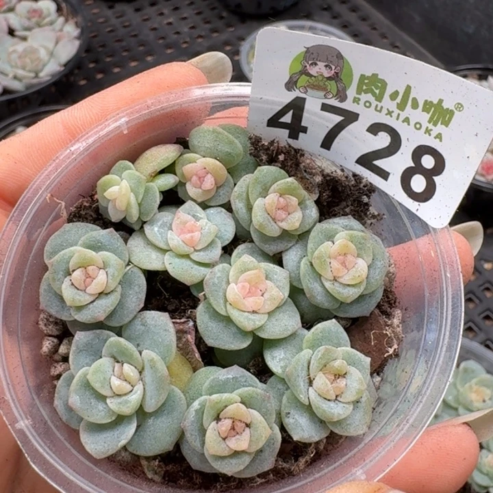 多肉植物多肉植物