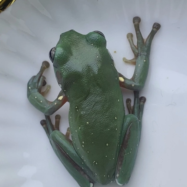 老爷树蛙全素18号