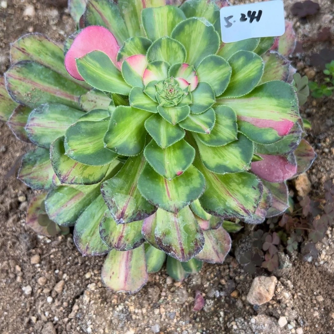 241知否多肉植物一