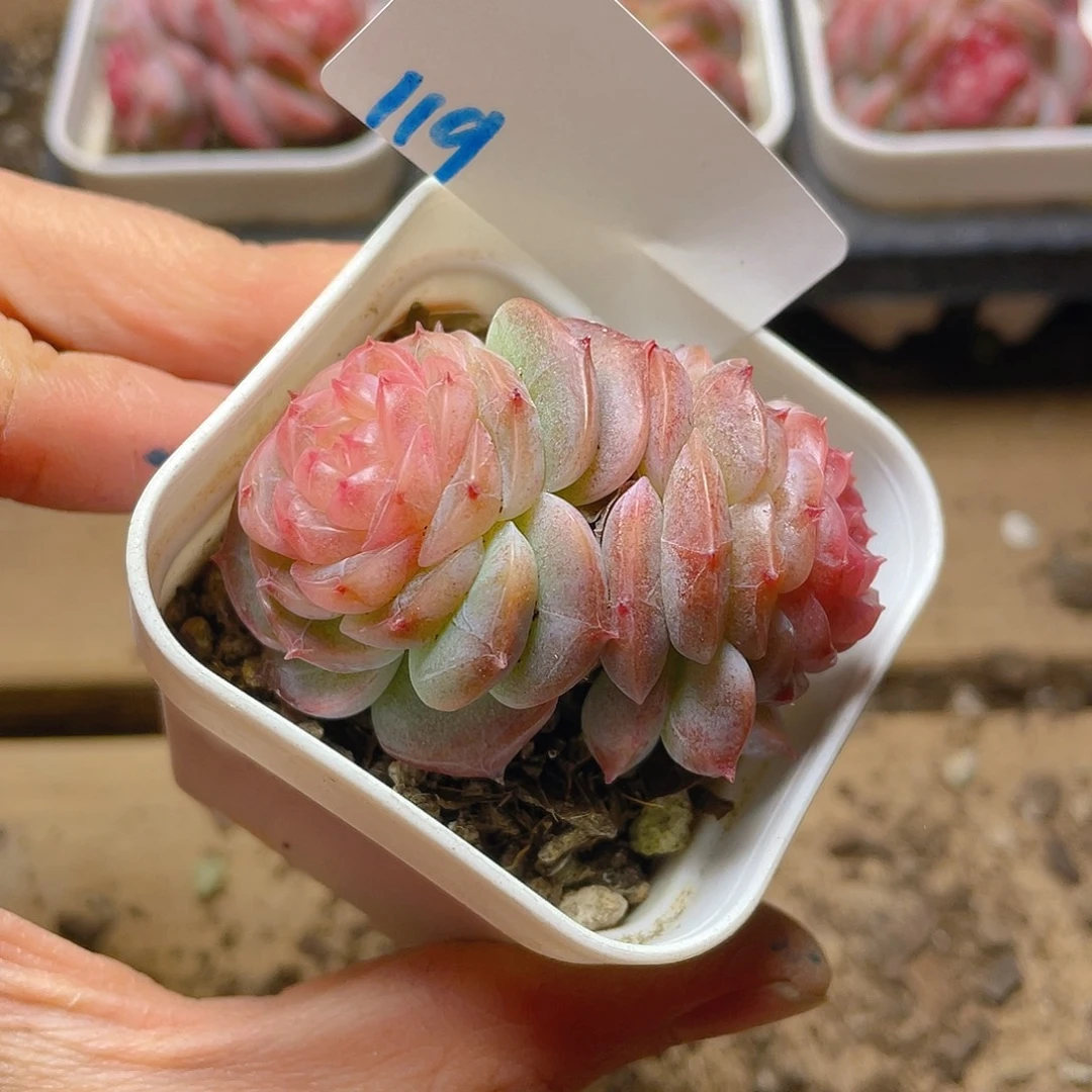 多肉植物多肉植物119