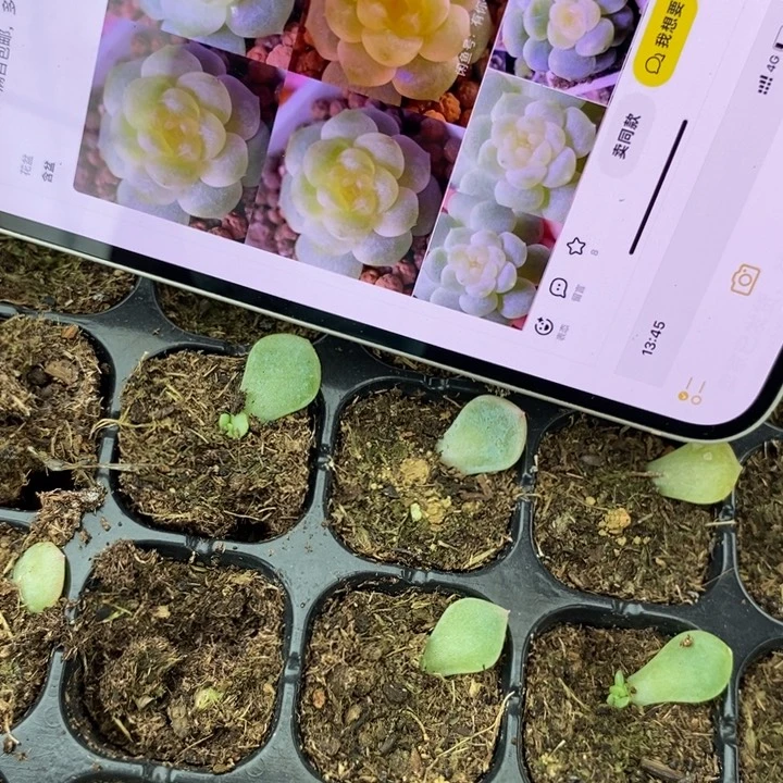 穴盘QD芽苗一个多肉