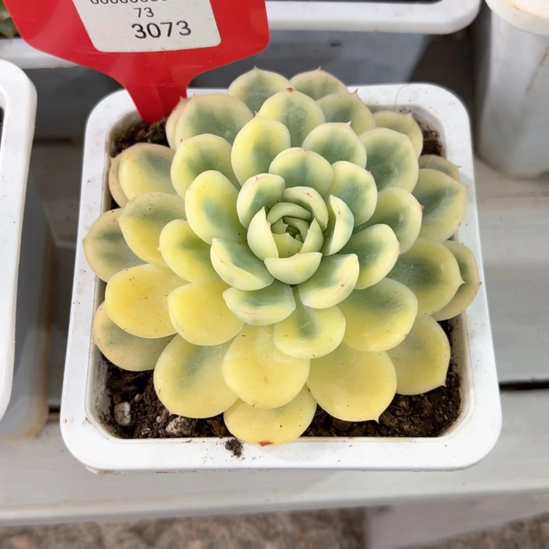 明***天3073号草莓冰锦多肉