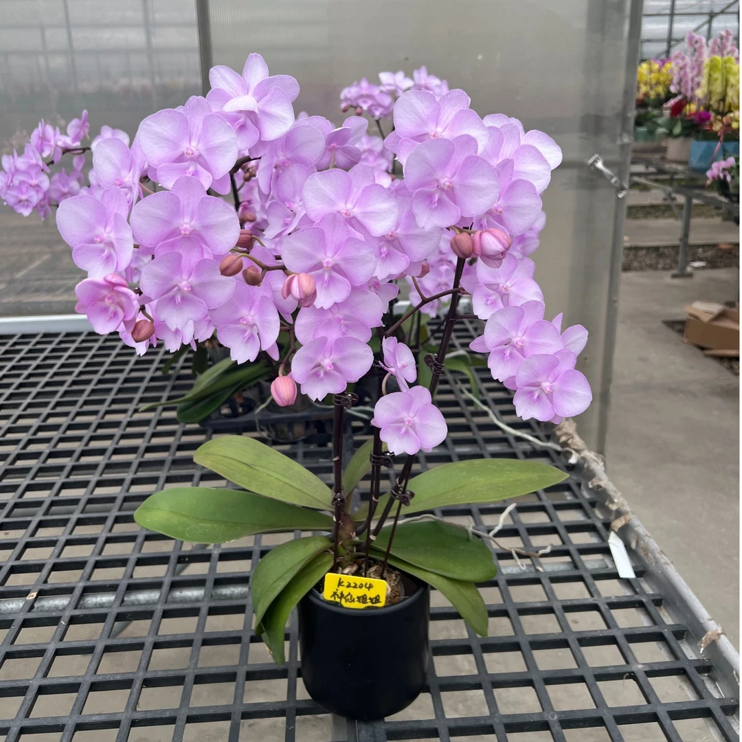 【瑕疵大】3.0寸神仙姐姐花后苗  不带花剑