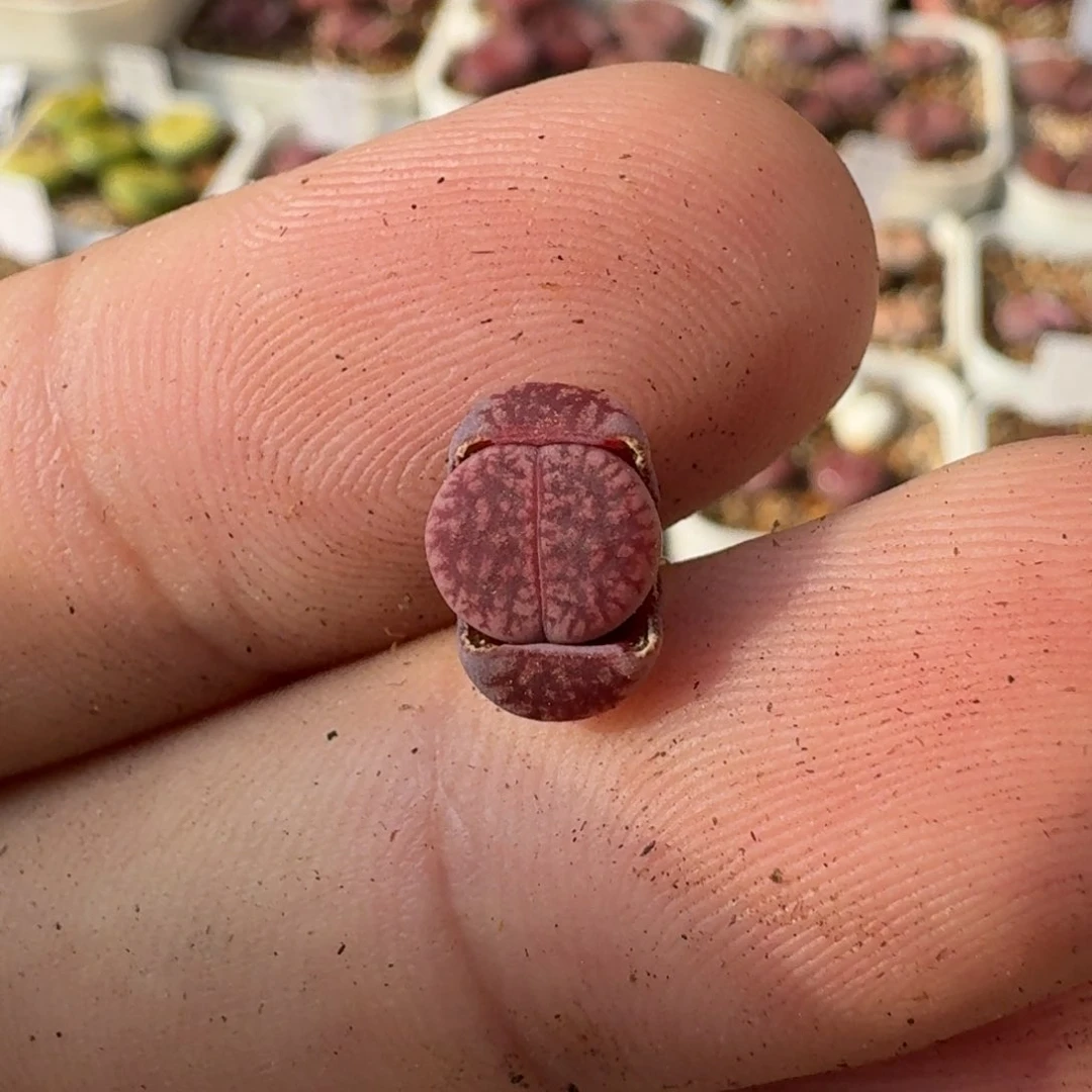 K012恶魔果实紫日轮一年