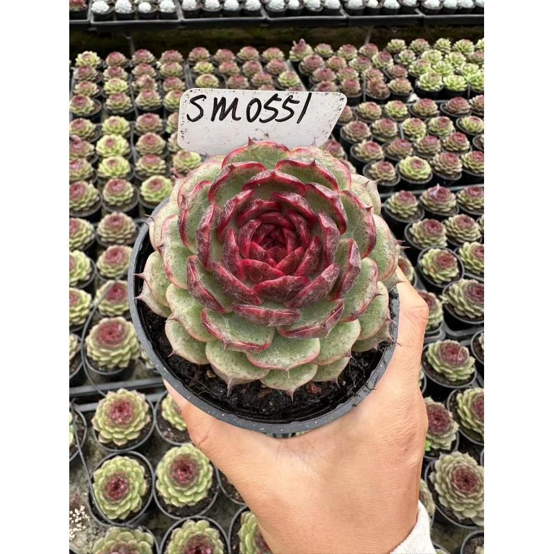 10#奇幻玫瑰多肉植物      前男友精品多肉 SM0551