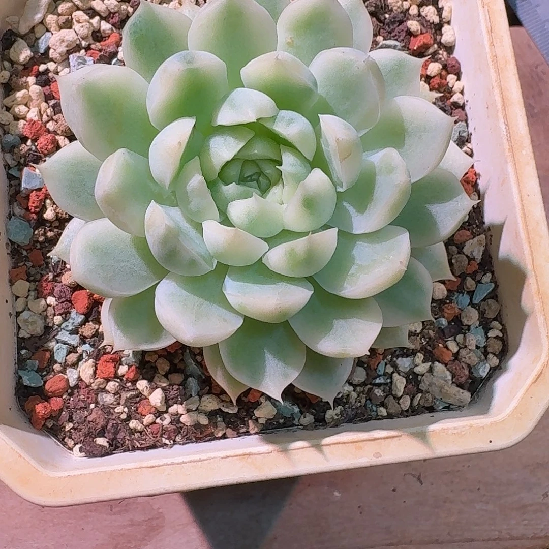 月影精灵锦多肉多肉