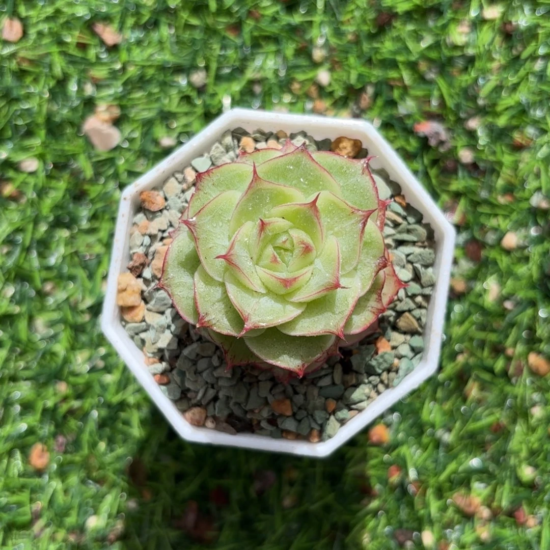 惊鸿杂交一物一拍
