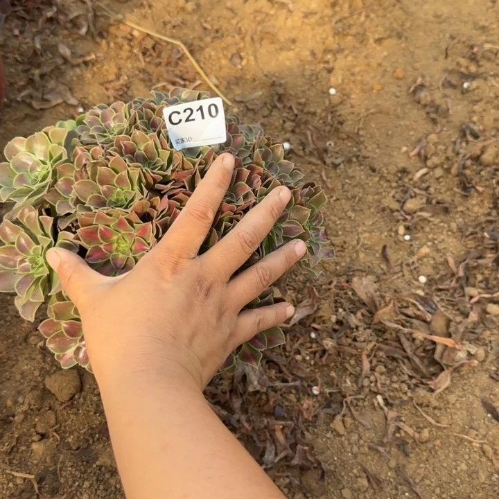 210 清棚处理不包断枝