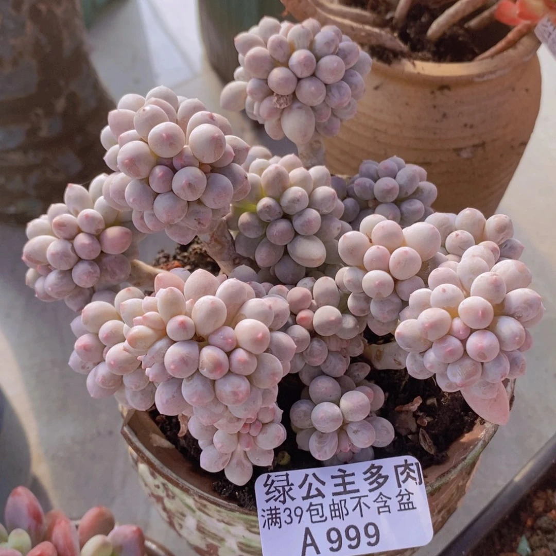 香水手指奶12cm999多肉植物