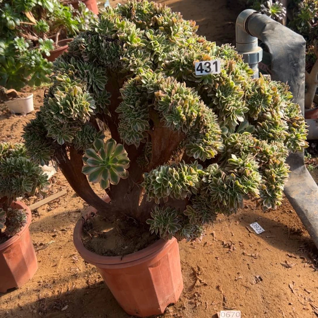 有伤女神缀431冠服54厘米