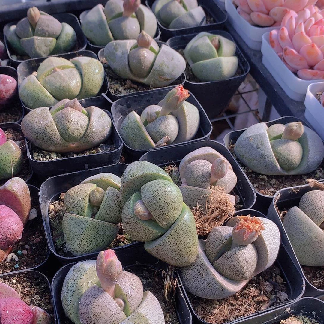 绿元宝24567889990000