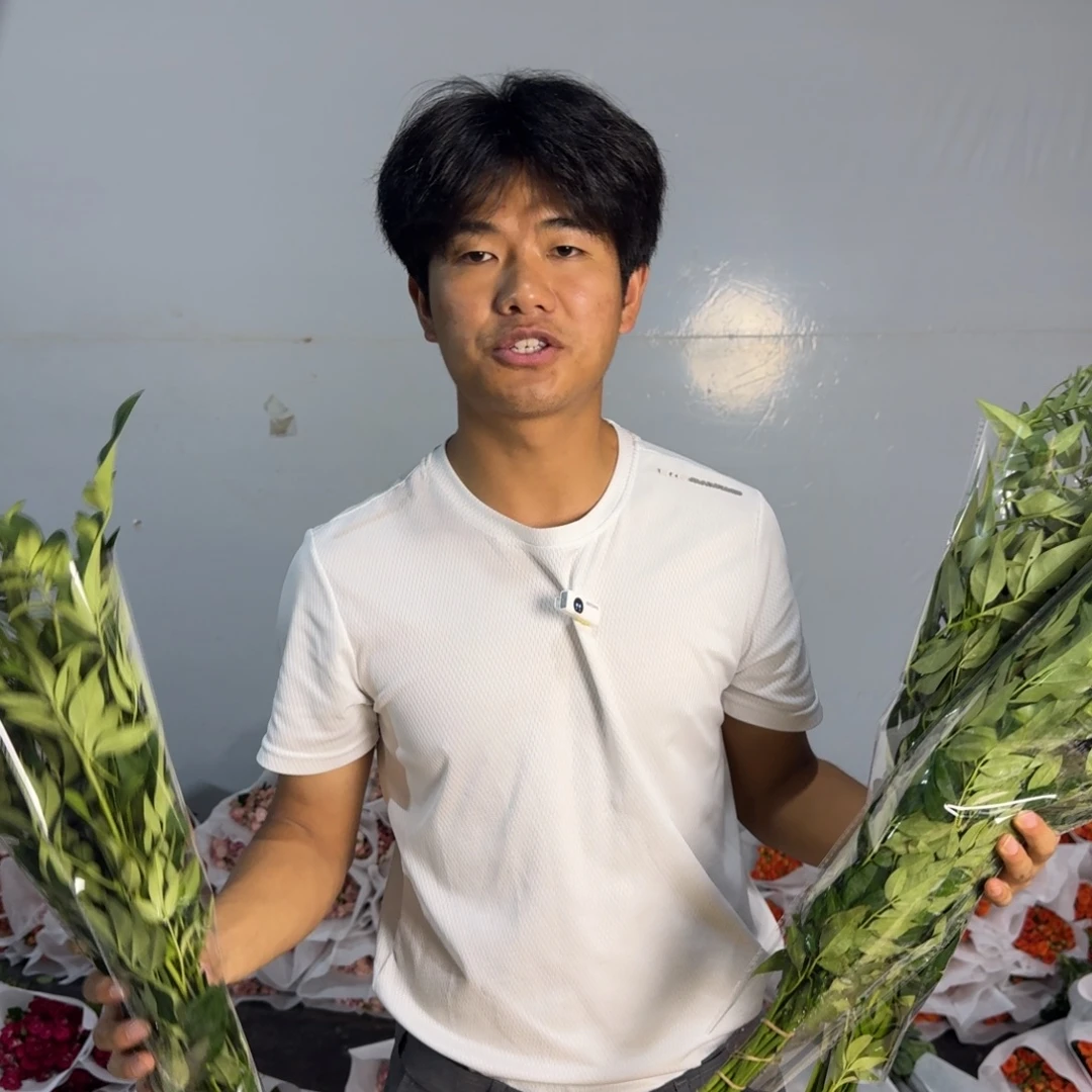 九星叶3扎包邮价秒杀